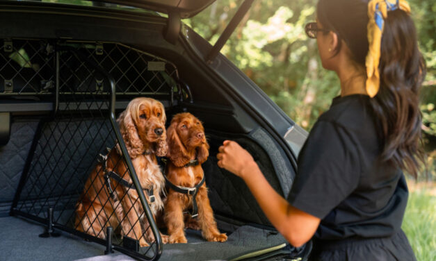 Luxury for every passenger with new Pet Accessory Range
