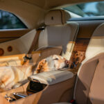 Rolls-Royce Spectre Bailey: a joyful tribute to a beloved dog