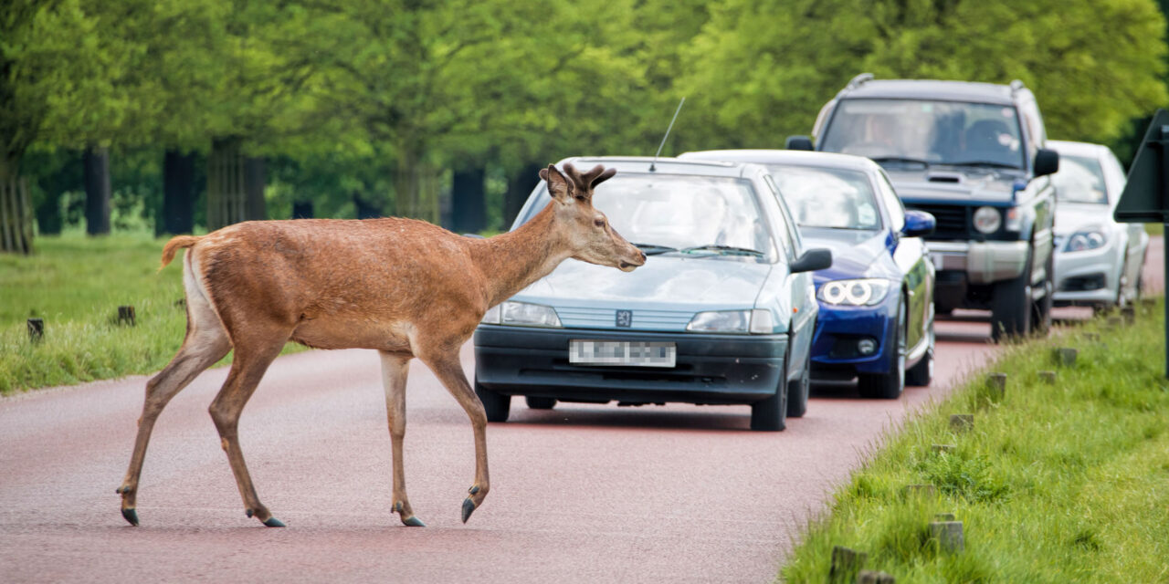 Stay alert, but don’t veer for deer, warns GEM