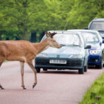 Stay alert, but don’t veer for deer, warns GEM