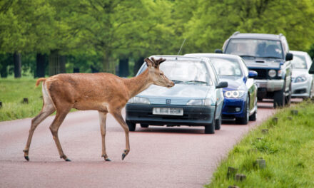 Stay alert, but don’t veer for deer, warns GEM