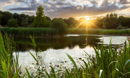 Celebrating nature: wildlife at the Home of Rolls-Royce