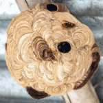 Is it safe to remove a wasp nest in winter?