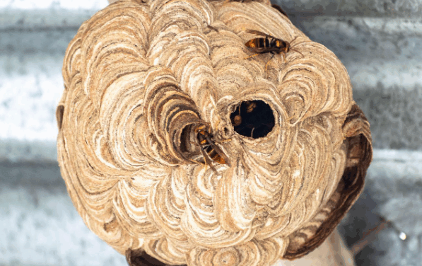 Is it safe to remove a wasp nest in winter?