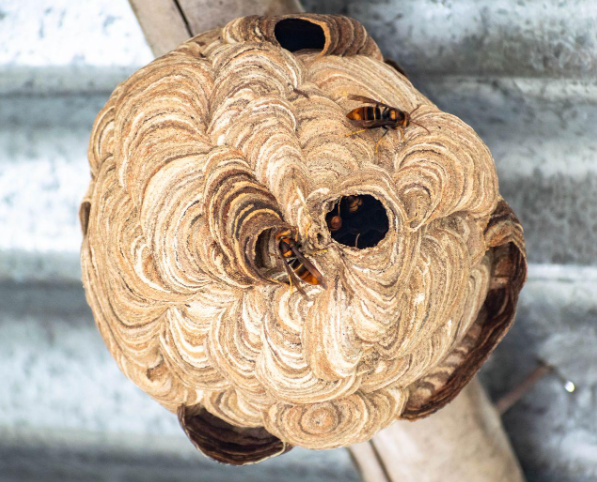 Is it safe to remove a wasp nest in winter?